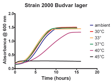 温度对2000株Budvar啤酒酵母菌生长的影响。