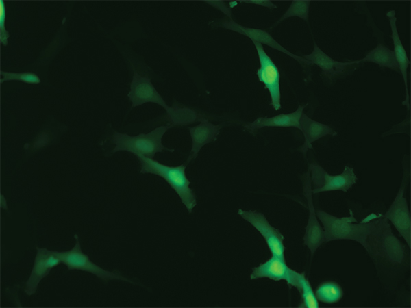 ．表达GFP的NIH3T3细胞的绿色荧光。