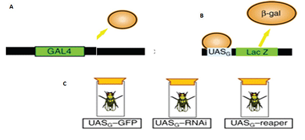 (a) GAL4是酵母转录因子。(b)它结合一个特定的酵母启动子(UASG)。