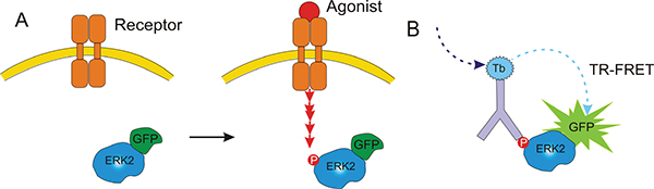 激动剂介导的受体激活导致ERK2磷酸化示意图