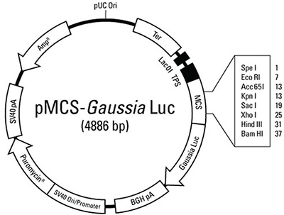 图1。Thermo Scientific™pmcs - gauss Luc报告结构。