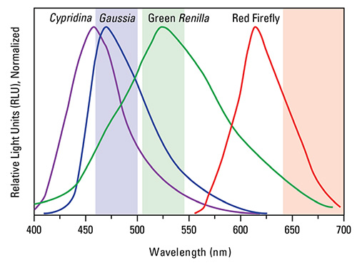 高斯萤火虫双荧光素酶发射光谱谱图。