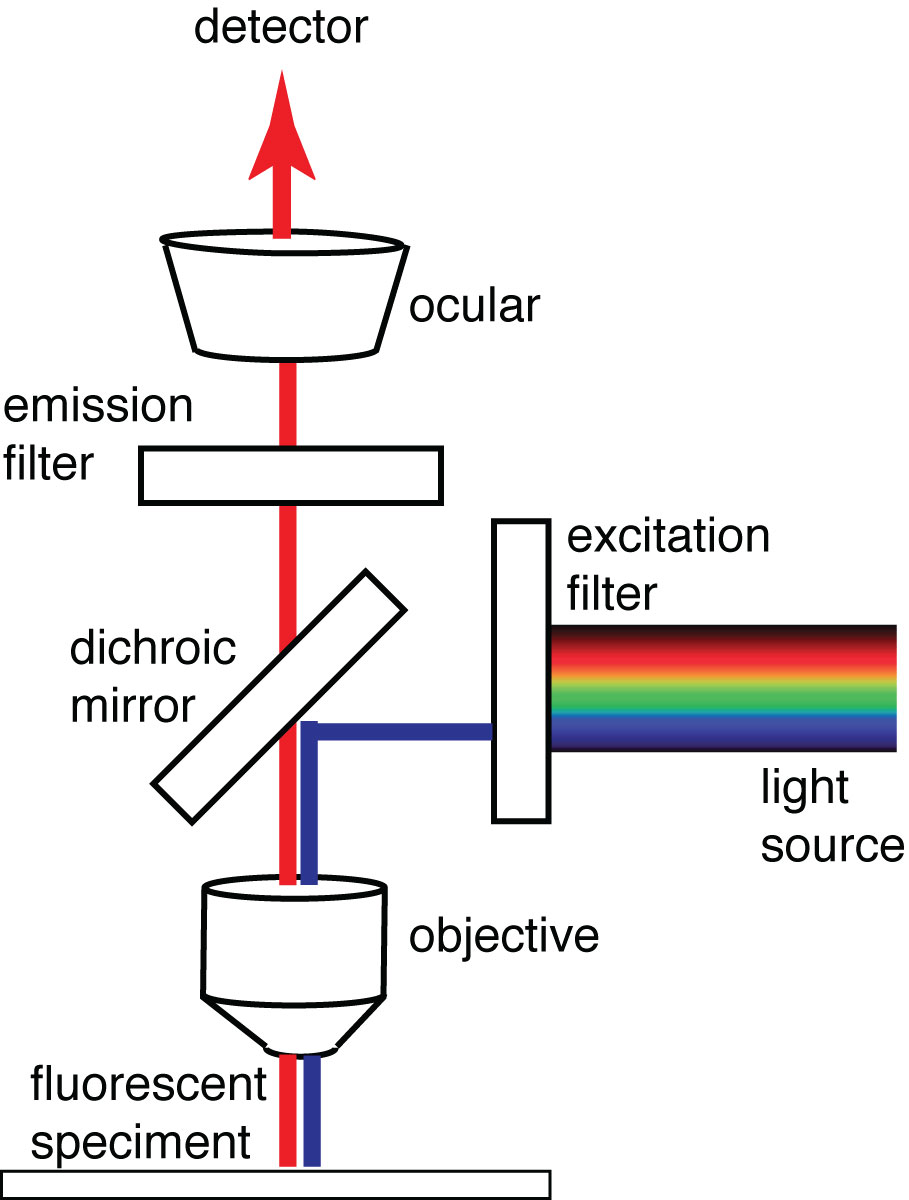 图10。一种基本的荧光显微镜，展示了一种外延荧光设计，加上隔离激发和发射光的光谱过滤器和一个二向色镜，将激发光(蓝色)反射到样品上并远离探测器，同时允许发射光(红色)通过探测器。