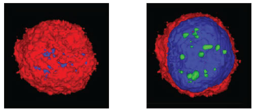 共聚焦显微镜下单个U937细胞的两张图