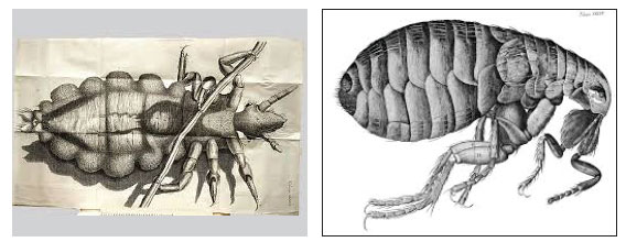 胡克手绘的缩微图:左边是虱子，右边是跳蚤。