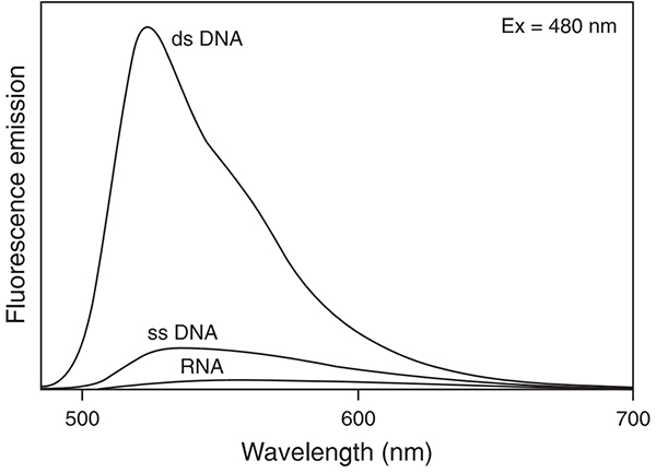 PicoGreen染料与dsDNA结合后的荧光增强