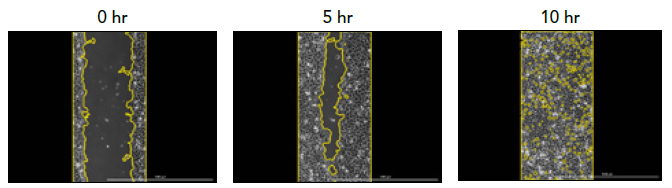 不同时间点的代表性图像显示了Gen5 3.0提供的细胞分析工具所使用的对象掩码。