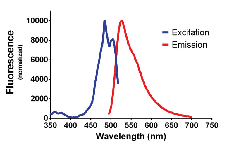 dsDNA的荧光激发和发射光谱