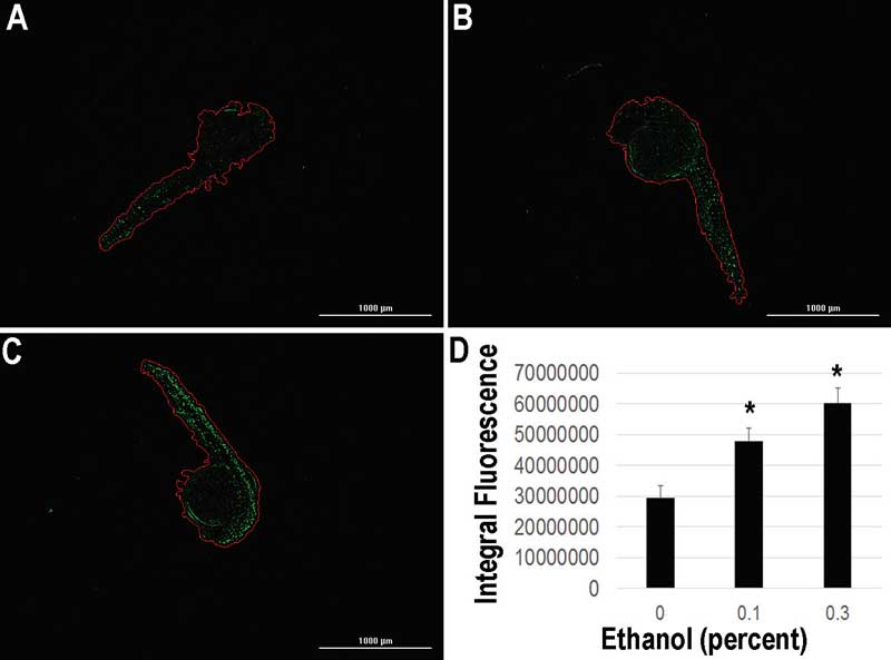 斑马鱼胚胎细胞死亡在乙醇处理后呈剂量依赖性增加，表现为GFP表达。