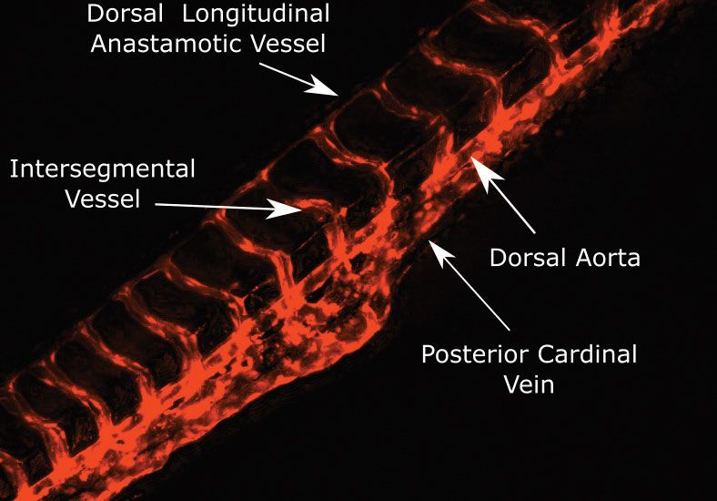 斑马鱼受精后2天尾部血管解剖。