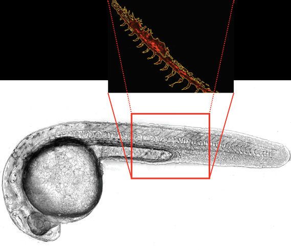 10倍图像相对于1 dpf斑马鱼胚胎的位置。