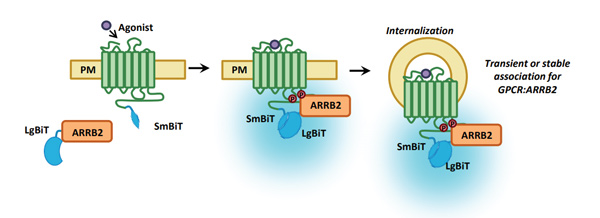 NanoBit CX3CR1/ARRB2细胞