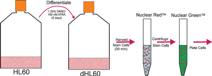 HL60早幼粒细胞白血病细胞的分化。