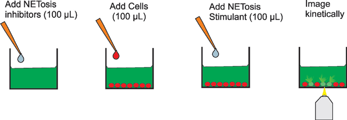 NETosis刺激和抑制试验过程。