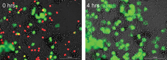 使用NETosis成像检测试剂盒对细胞进行染色