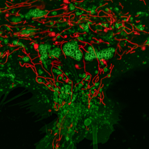 用线粒体RFP（红色）和溶酶体GFP（红色）转导的大鼠脊髓星形胶质细胞。使用60倍目标获取图像。图显示了最大荧光强度的Z堆栈投影。