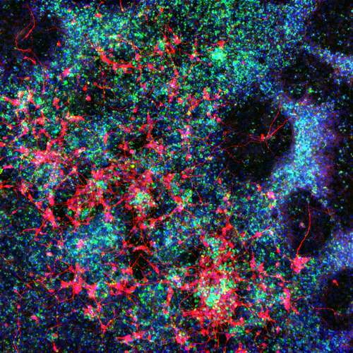 神经rest细胞和感觉神经元与人多能干细胞区分开，从SOX10（绿色），Tuj1（红色），DAPI（蓝色）染色。使用Lionheart FX（手动模式）以4倍放大倍率拍摄图像。