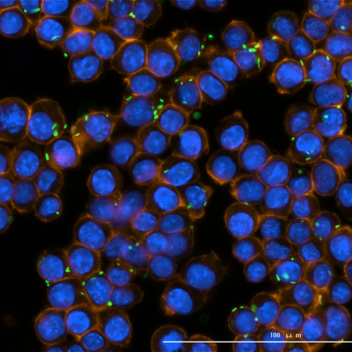 李斯特菌感染RAW 264.7（固定的幻灯片样品），并且可以在此图片中找到不同的细胞周期阶段