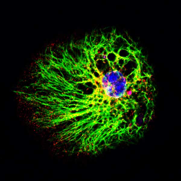 小鼠的神经干细胞